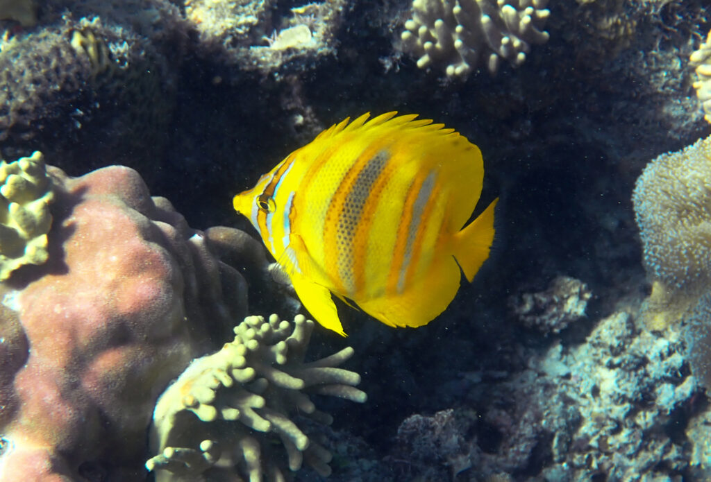 Chaetodon rainfordi (Chaetodon rainfordi) |commons:File:Chaetodon rainfordi 401446928.jpg