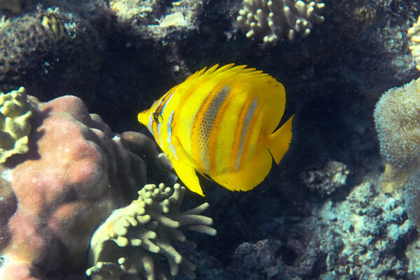 Chaetodon rainfordi (Chaetodon rainfordi) |commons:File:Chaetodon rainfordi 401446928.jpg