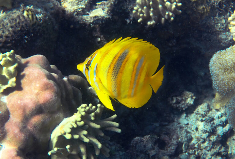 Chaetodon rainfordi (Chaetodon rainfordi) |commons:File:Chaetodon rainfordi 401446928.jpg