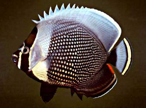 Chaetodon reticulatus (Chaetodon reticulatus) |commons:File:Chaetodon reticulatus, Samoa.jpg