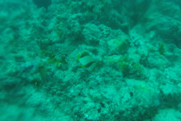 Chaetodon robustus (Chaetodon robustus) |commons:File:Chaetodon robustus.jpg
