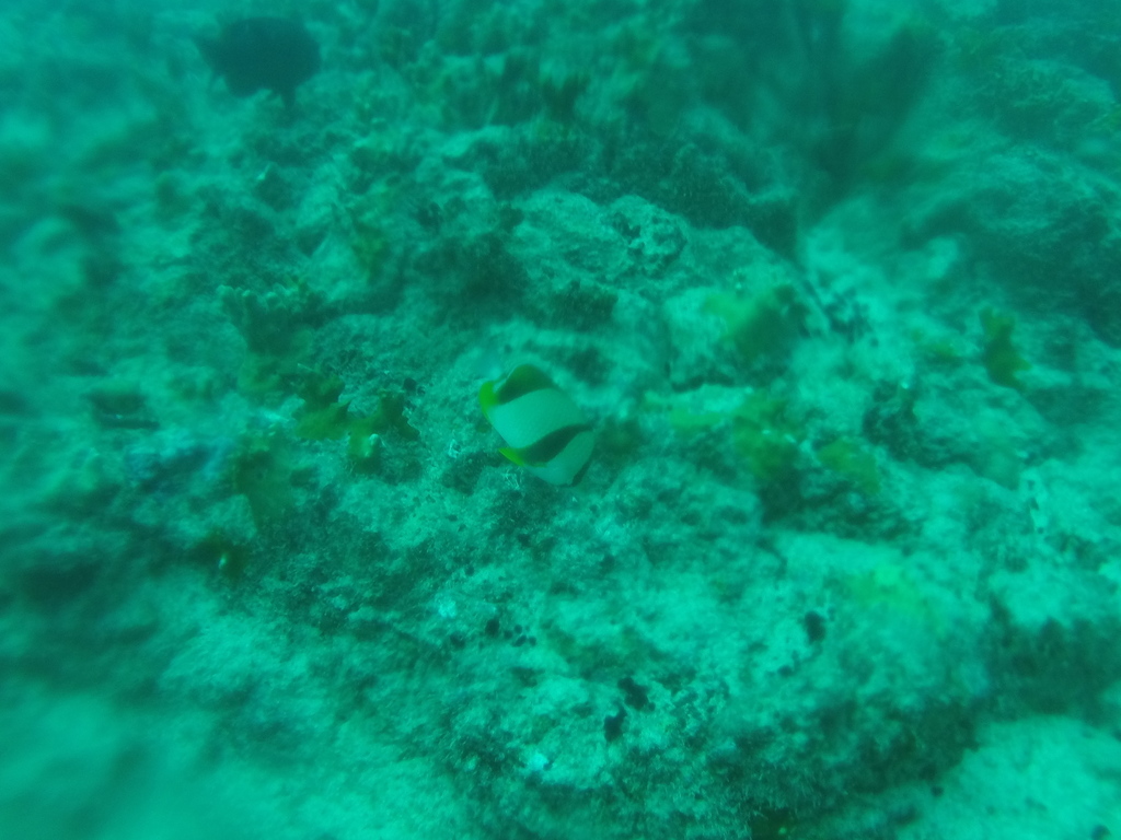 Chaetodon robustus (Chaetodon robustus) |commons:File:Chaetodon robustus.jpg