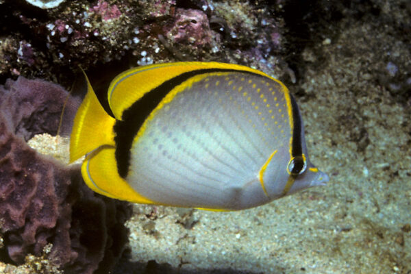 Chaetodon selene (Chaetodon selene) |commons:File:Bep chaetodon selene.jpg