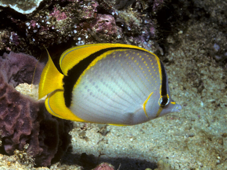 Chaetodon selene (Chaetodon selene) |commons:File:Bep chaetodon selene.jpg