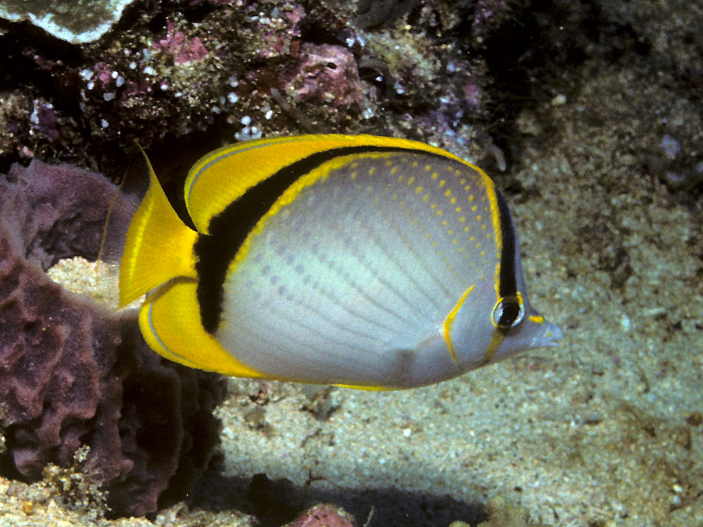 Chaetodon selene (Chaetodon selene) |commons:File:Bep chaetodon selene.jpg