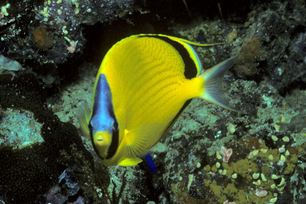 Chaetodon semeion (Chaetodon semeion) |commons:File:Bep chaetodon semeion.jpg