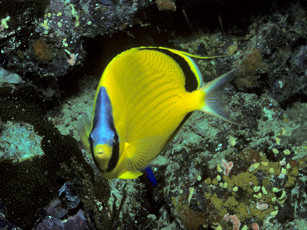 Chaetodon semeion (Chaetodon semeion) |commons:File:Bep chaetodon semeion.jpg
