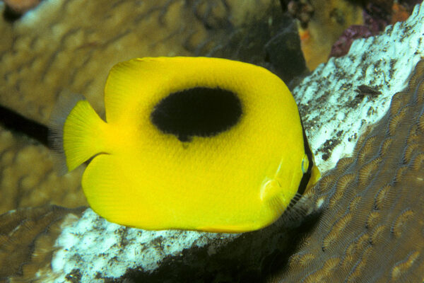 Chaetodon speculum (Chaetodon speculum) |commons:File:Bep chaetodon speculum.jpg