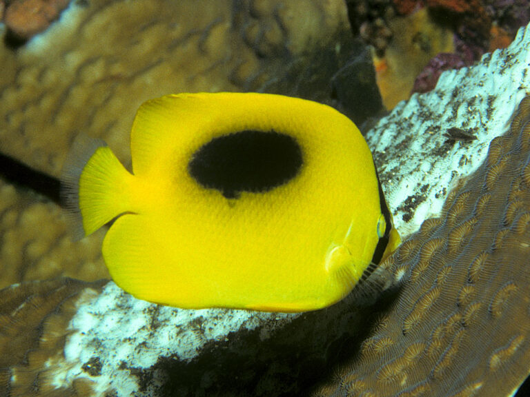 Chaetodon speculum (Chaetodon speculum) |commons:File:Bep chaetodon speculum.jpg