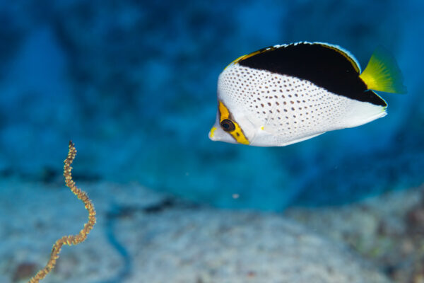 Chaetodon tinkeri (Chaetodon tinkeri) |commons:File:Chaetodon tinkeri 415676289.jpg