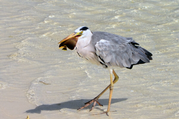 Chaetodon triangulum (Chaetodon triangulum) |commons:File:Ardea cinerea & Chaetodon triangulum (1).JPG