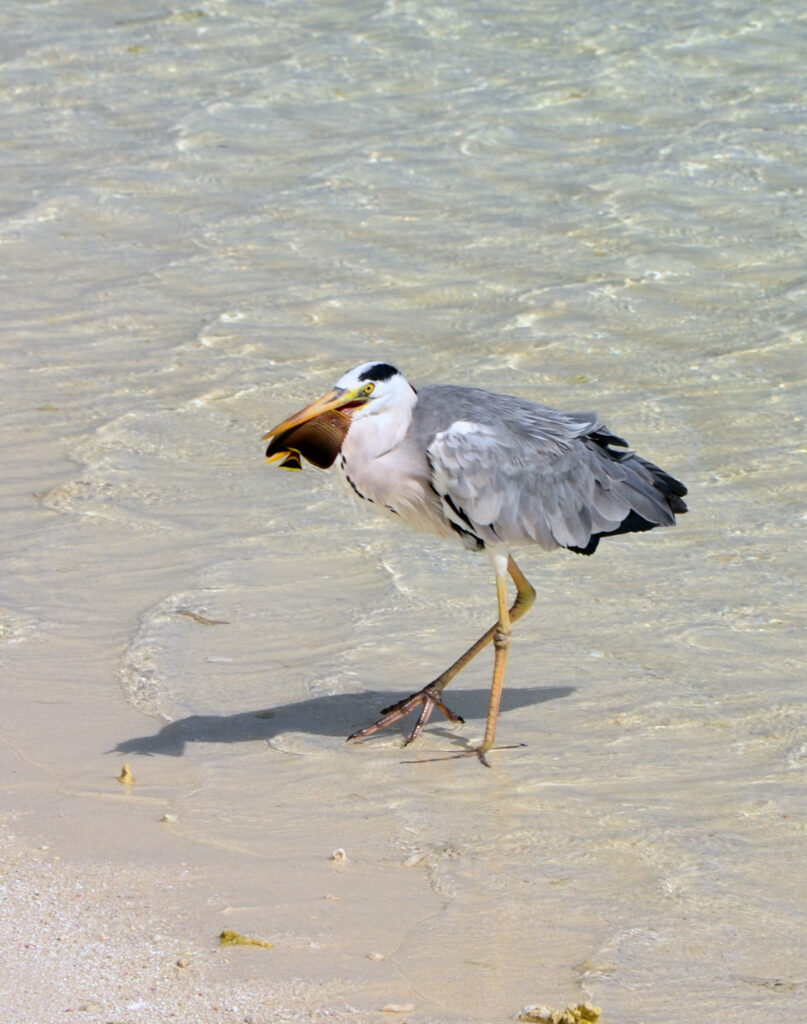Chaetodon triangulum (Chaetodon triangulum) |commons:File:Ardea cinerea & Chaetodon triangulum (1).JPG