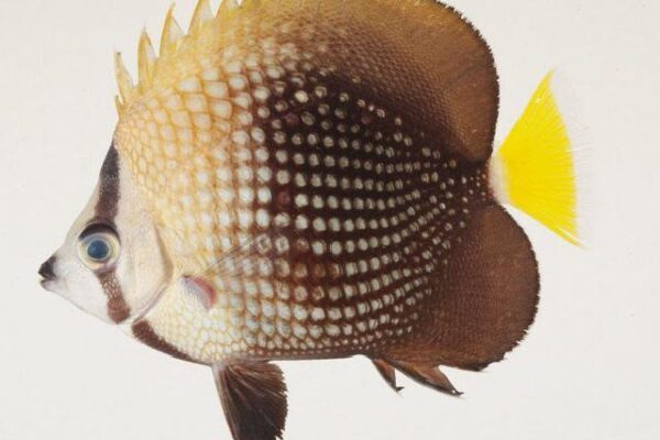 Chaetodon trichrous (Chaetodon trichrous) |commons:File:Chaetodon trichrous.jpg