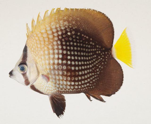 Chaetodon trichrous (Chaetodon trichrous) |commons:File:Chaetodon trichrous.jpg