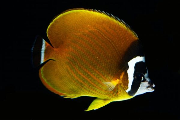 Chaetodon wiebeli (Chaetodon wiebeli) |commons:File:Chaetodon wiebeli (Kaup, 1863).jpg