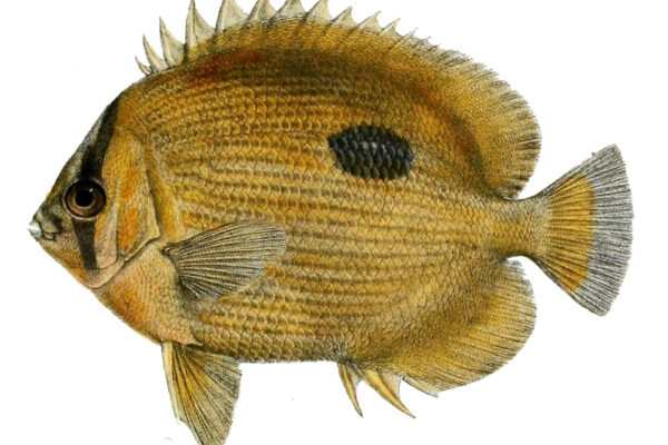 Chaetodon zanzibarensis (Chaetodon zanzibarensis) |commons:File:Chaetodon zanzibarensis.jpg
