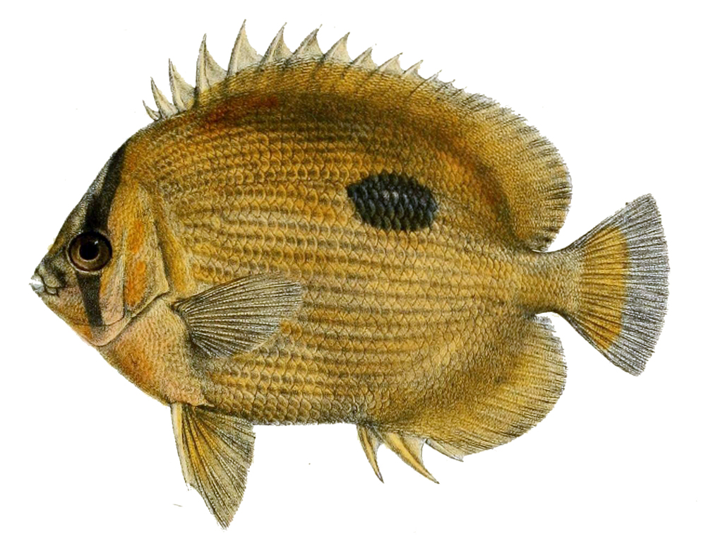 Chaetodon zanzibarensis (Chaetodon zanzibarensis) |commons:File:Chaetodon zanzibarensis.jpg