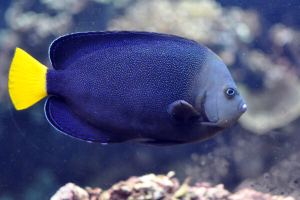 Chaetodontoplus caeruleopunctatus (Chaetodontoplus caeruleopunctatus) |commons:File:Chaetodontoplus caeruleopunctatus.jpg