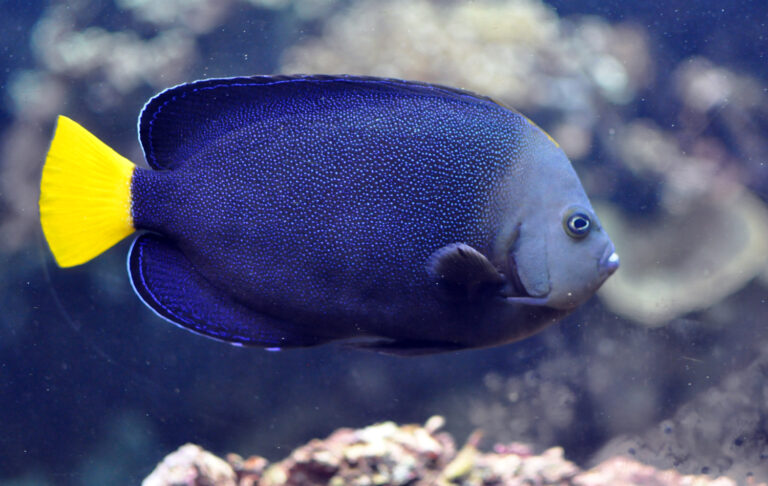 Chaetodontoplus caeruleopunctatus (Chaetodontoplus caeruleopunctatus) |commons:File:Chaetodontoplus caeruleopunctatus.jpg