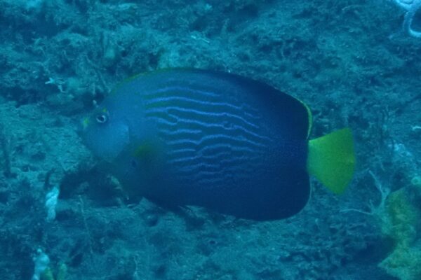 Chaetodontoplus cephalareticulatus (Chaetodontoplus cephalareticulatus) |commons:File:Chaetodontoplus cephalareticulatus.jpg