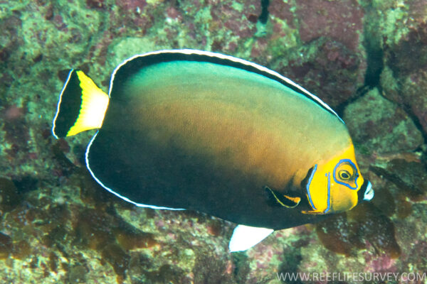 Chaetodontoplus conspicillatus (Chaetodontoplus conspicillatus) |commons:File:ChaetodontoplusConspicillatusLHIRls.jpg