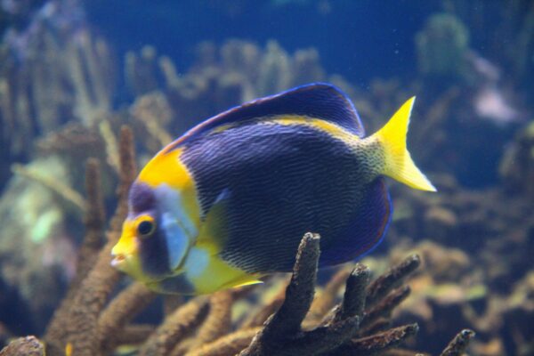 Chaetodontoplus duboulayi (Chaetodontoplus duboulayi) |commons:File:27 Chaetodontoplus duboulayi (Scribbled angelfish) fish in Valencia Aquarium (L'Oceanografic), Valencia Spain.jpg