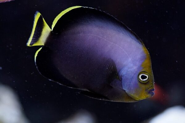 Chaetodontoplus melanosoma (Chaetodontoplus melanosoma) |commons:File:Chaetodontoplus melanosoma, Kobe.jpg