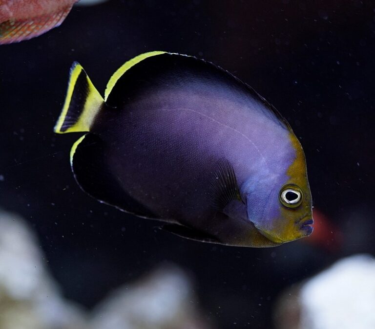 Chaetodontoplus melanosoma (Chaetodontoplus melanosoma) |commons:File:Chaetodontoplus melanosoma, Kobe.jpg
