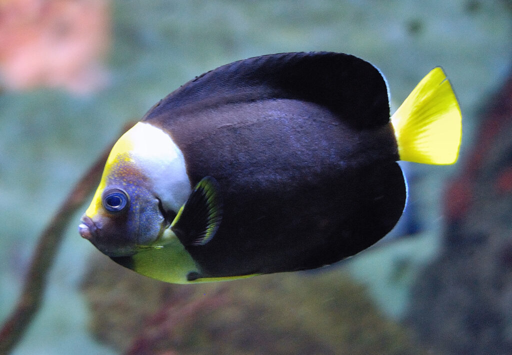 Chaetodontoplus meredithi (Chaetodontoplus meredithi) |commons:File:Chaetodontoplus meredithi Kuiter.jpg