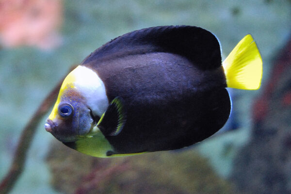 Chaetodontoplus meredithi (Chaetodontoplus meredithi) |commons:File:Chaetodontoplus meredithi Kuiter.jpg