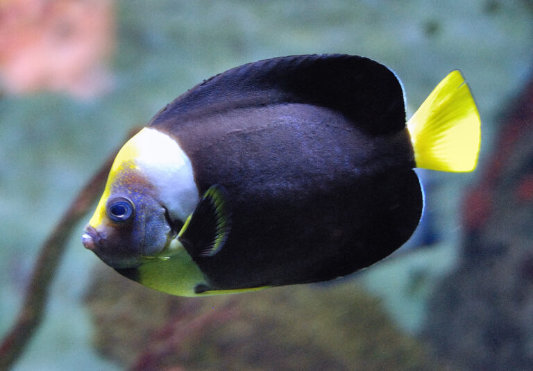 Chaetodontoplus meredithi (Chaetodontoplus meredithi) |commons:File:Chaetodontoplus meredithi Kuiter.jpg