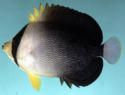 Chaetodontoplus mesoleucus (Chaetodontoplus mesoleucus) |commons:File:Chaetodontoplus mesoleucus.jpg