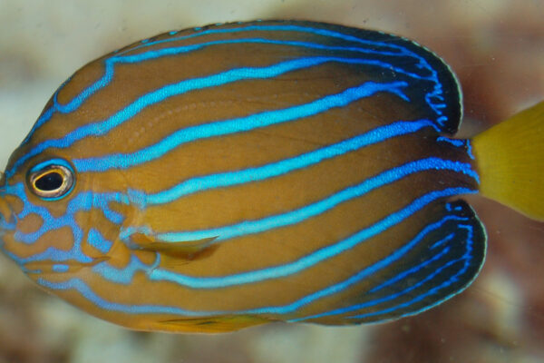 Chaetodontoplus septentrionalis (Chaetodontoplus septentrionalis) |commons:File:Bluestriped angelfish Chaetodontoplus septentrionalis Side 1883px.jpg