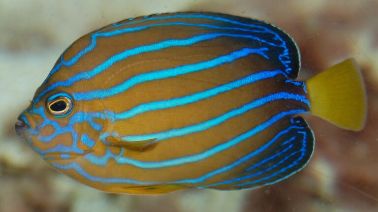 Chaetodontoplus septentrionalis (Chaetodontoplus septentrionalis) |commons:File:Bluestriped angelfish Chaetodontoplus septentrionalis Side 1883px.jpg