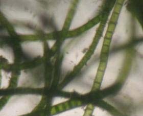 Chaetomorpha Algae Chaetomorpha linum