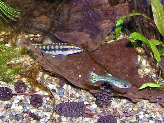 Chain Loach (Ambastaia sidthimunki) |commons:File:Cobitidae Ambastaia sidthimunki 1.jpg