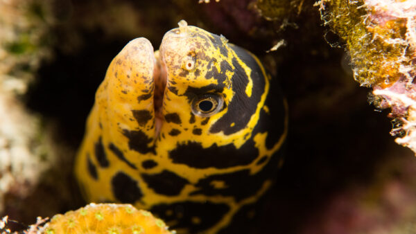 Chainlink Moray Eel (Echidna catenata) |commons:File:Chain Moray Eel Echidna Catenata (223581583).jpeg