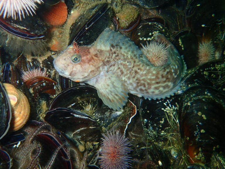 Chalaroderma capito (Chalaroderma capito) |commons:File:Chalaroderma capito.jpg