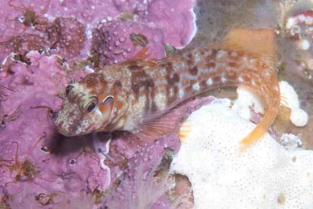 Chalaroderma ocellata (Chalaroderma ocellata) |commons:File:Chalaroderma ocellata 206463949.jpg