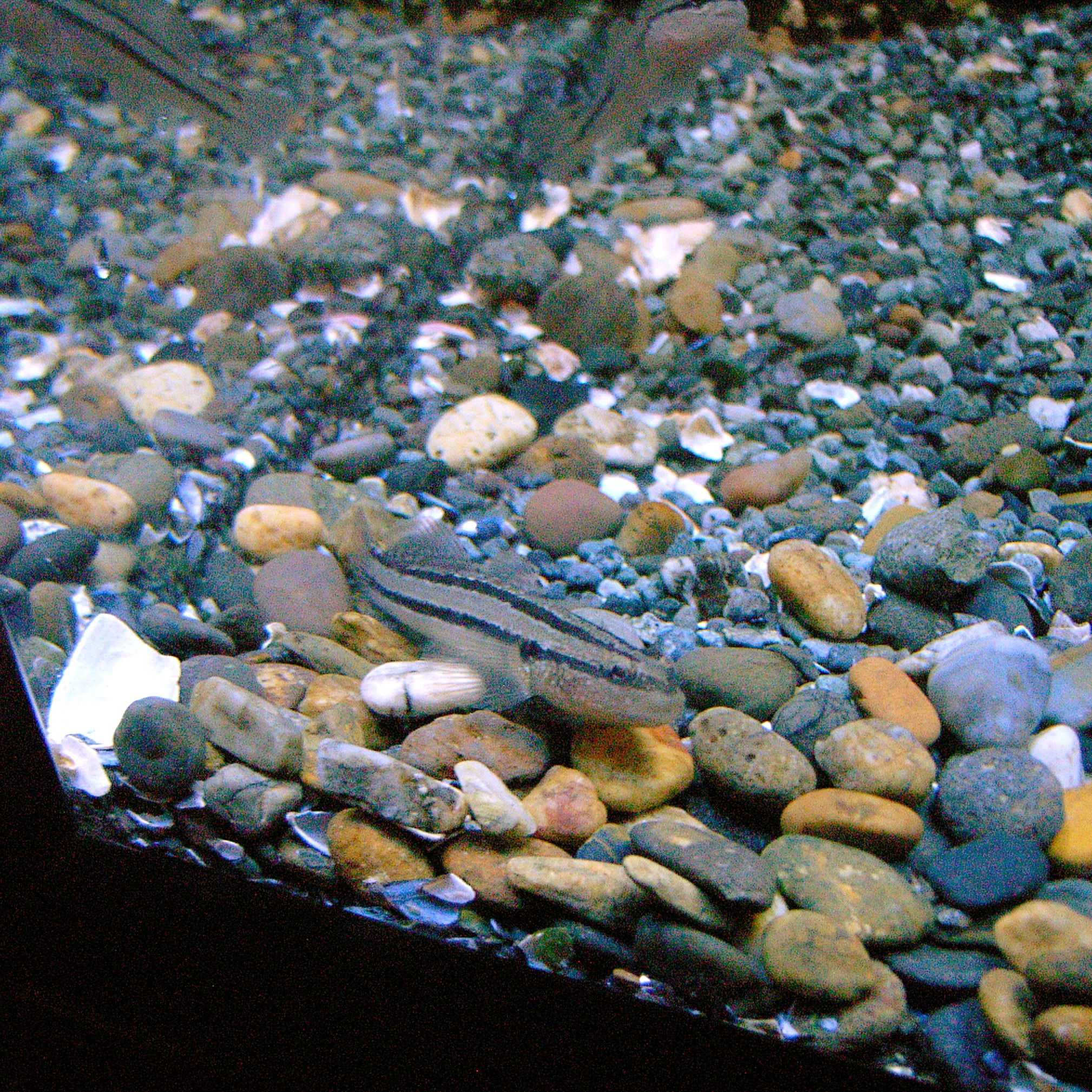 Chameleon Goby (Tridentiger trigonocephalus) |commons:File:Tridentiger trigonocephalus-2 by OpenCage.jpg