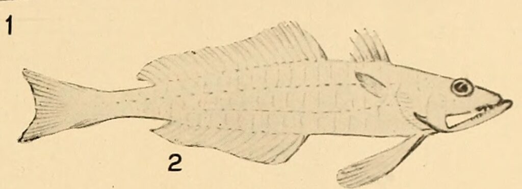 Champsodon capensis (Champsodon capensis) |commons:File:Champsodon capensis.jpg