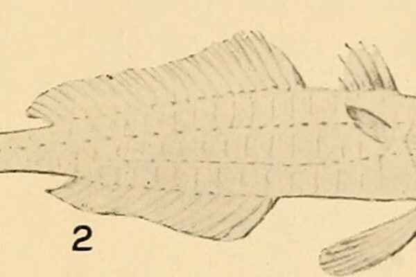 Champsodon capensis (Champsodon capensis) |commons:File:Champsodon capensis.jpg