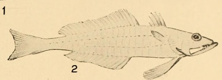 Champsodon capensis (Champsodon capensis) |commons:File:Champsodon capensis.jpg