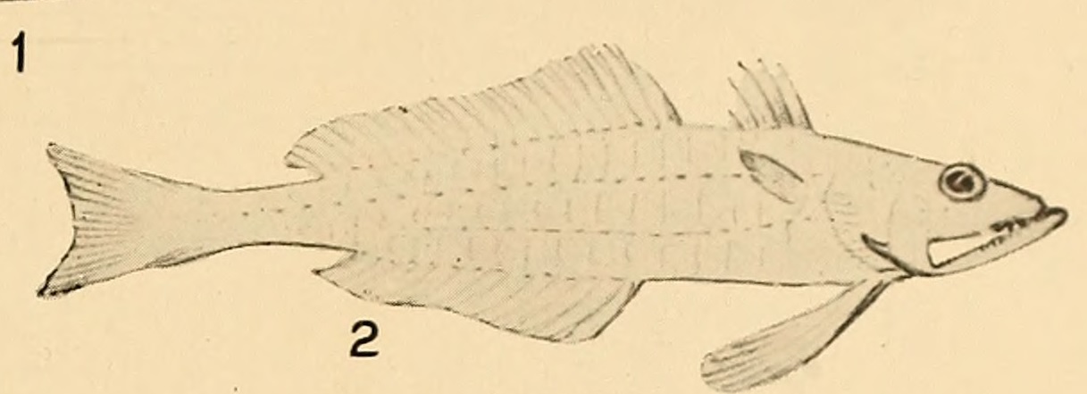 Champsodon capensis (Champsodon capensis) |commons:File:Champsodon capensis.jpg