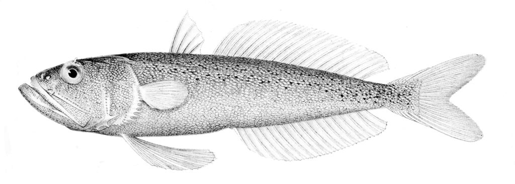 Champsodon fimbriatus (Champsodon fimbriatus) |commons:File:Champsodon fimbriatus.jpg