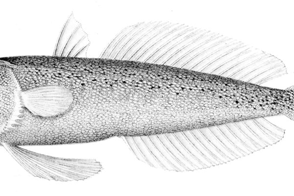 Champsodon fimbriatus (Champsodon fimbriatus) |commons:File:Champsodon fimbriatus.jpg