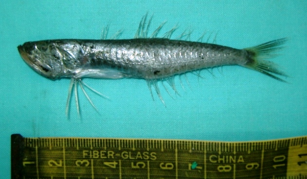 Champsodon nudivittis (Champsodon nudivittis) |commons:File:Champsodon nudivittis.jpg