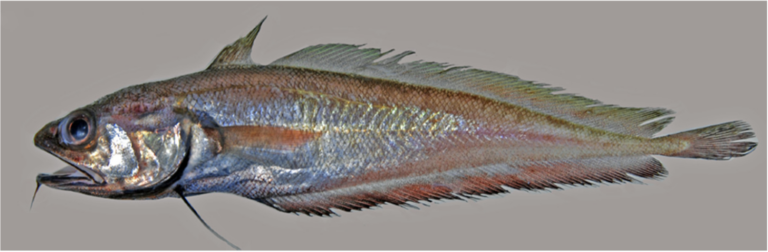 Charcoal Codling (Physiculus nematopus) |commons:File:Physiculus nematopus.png