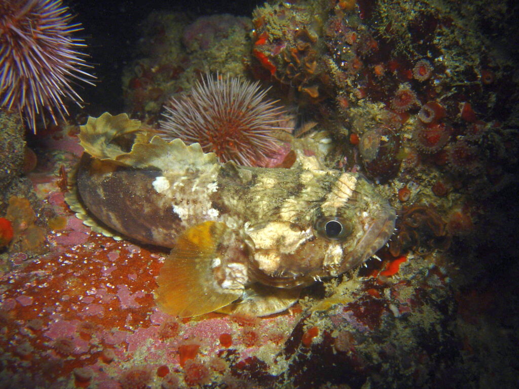 Chatrabus felinus (Chatrabus felinus) |commons:File:Chatrabus felinus.jpg