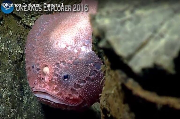 Chaunacops coloratus (Chaunacops coloratus) |commons:File:Chaunacops coloratus Okeanos.jpg